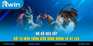 Đá Gà Cựa Sắt - Hội Tụ Màn Trình Diễn Dũng Mãnh Và Uy Lực